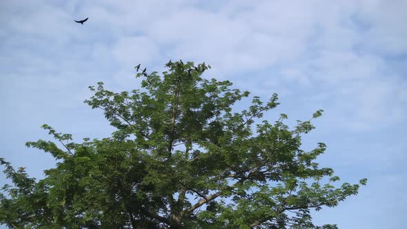 Group of crows gather at the tree.