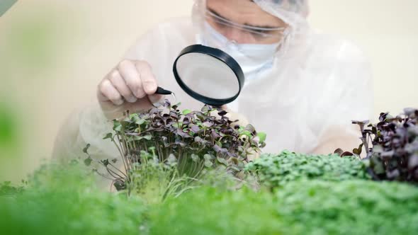 A Scientist in Gloves Examines Fresh Microgreens with a Magnifying Glass