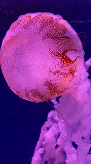 Beautiful Pink Jellyfish Swimming on Blue Background