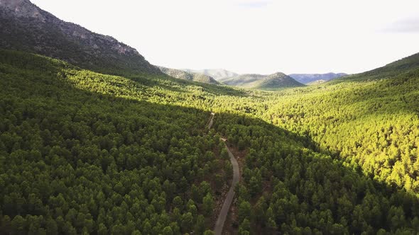 Vista Of Evergreen Forest With Narrow Road And Mountains. Aerial Wide Shot