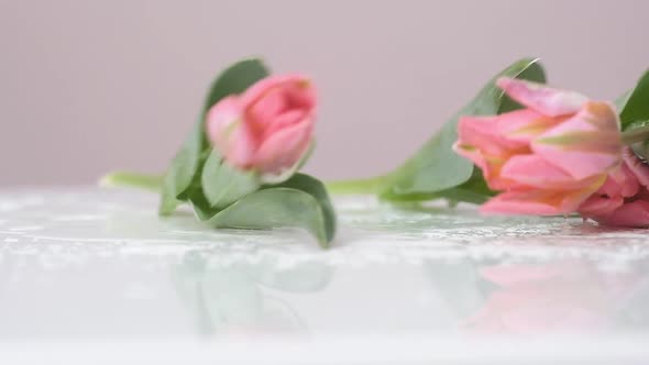pink blooming tulips fall on wet table. spray of water. Slow-motion close-up.