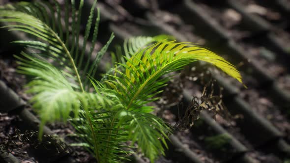 Moss and Fern on Old Roof