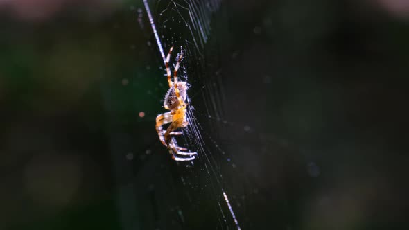 Spider Araneus Closeup on a Web Against a Background of Green Nature