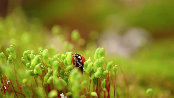 Closeup Wildlife of a Ladybug in the Green Grass in the Forest