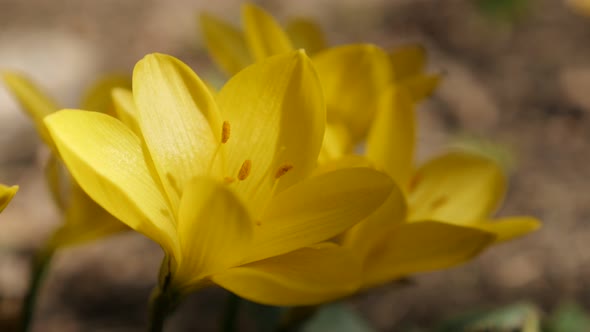 Hidden in shadow Sternbergia lutea flower  4K 2160p 30fps UltraHD footage - Close-up stigmas and pet