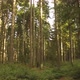 Forest sunny day - VideoHive Item for Sale