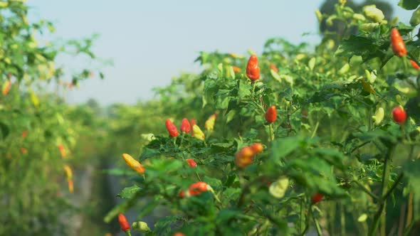 Fresh cayenne Pepper in a tree