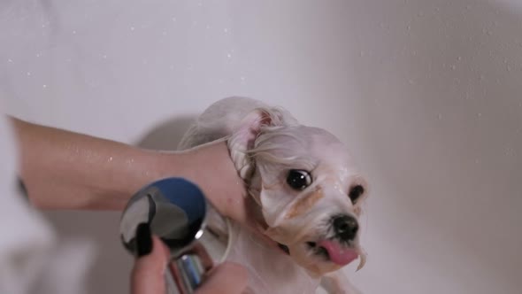 Close-up of a Girl Bathing Her Dog in the Bathroom. Hairdresser for Animals.