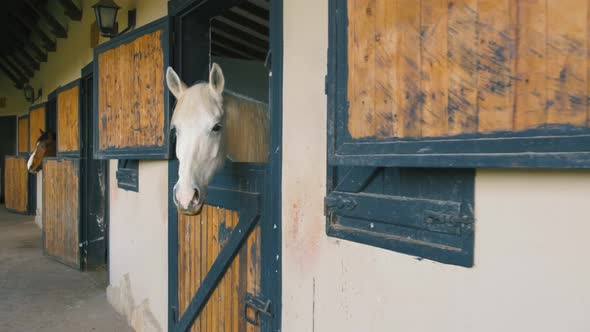 Brown Horse Horses is Looking From the Windows