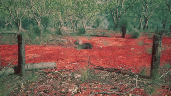 Dingoe Fence in the Australian Outback