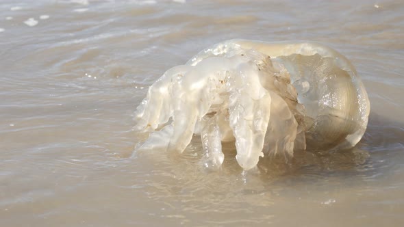 Scyphozoa phylum giant Cnidaria organism on sand 4K 2160p 30fps UltraHD footage - Dead true Jellyfis