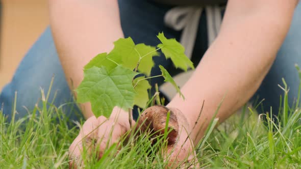 female gardener is planting a young maple tree