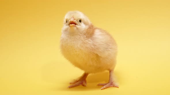 Hatched Chick for Design Decorative Theme