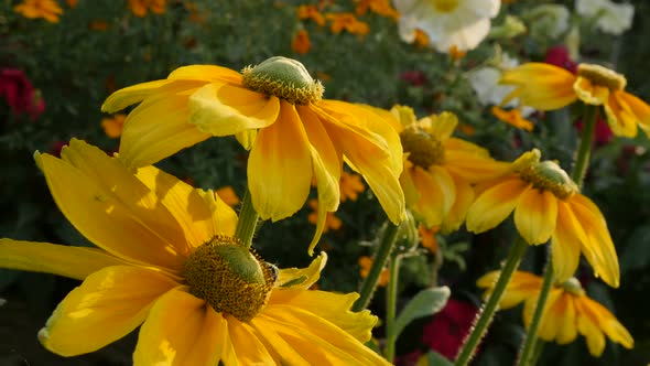 Beautiful flower garden of Rudbeckia hirta Irish Spring  close-up 4K 3840X2160 30fps  UltraHD footag