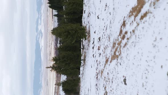 Aerial view of wide, snowy valley from drone, flying over pine trees. Vertical video