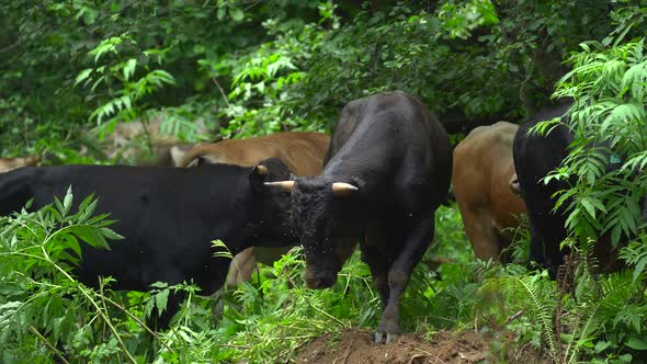 A Herd of Gray and Black Cows Graze. Annoying Flies Flying Near Her Muzzle. Many Green Trees Behind