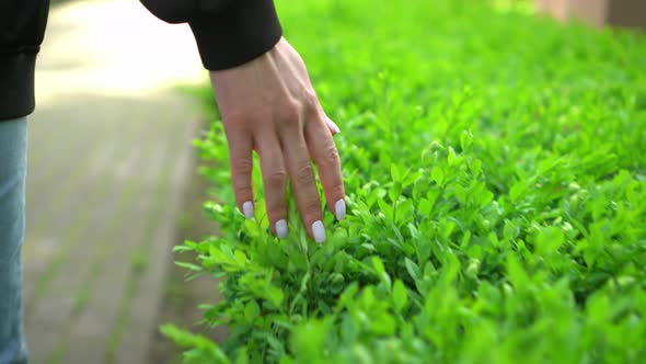 Close Up Shot of Woman Hand Slightly Touching Leaves on Bush