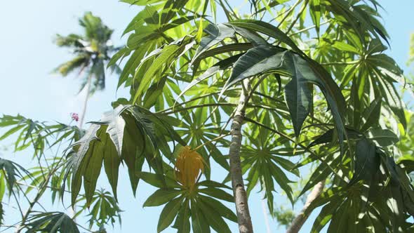 Iodine Tree in Nature Iodine Plant in the Wild East Africa Zanzibar Tanzania
