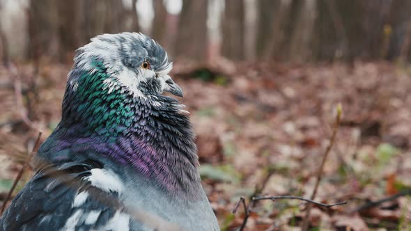 Closeup of a Pigeon Sitting in Autumn Leaves Blinking and Turning Head