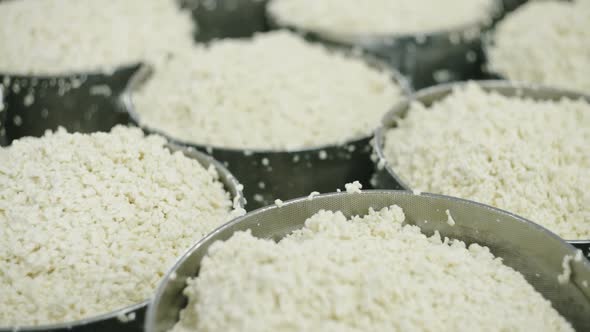 Curd Ready to Dairies for Cheese Production