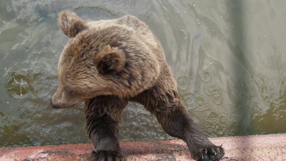 Large Brown Bear Standing in a Pool and Catching Thrown Food in a Zoo in Slo-mo 