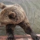 Large Brown Bear Standing in a Pool and Catching Thrown Food in a Zoo in Slo-mo  - VideoHive Item for Sale
