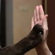 The dog gives five to a young woman. high five from a dog for her mistress - VideoHive Item for Sale
