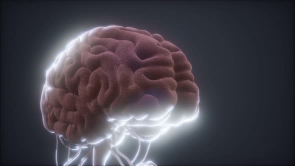 Model of Human Brain alt