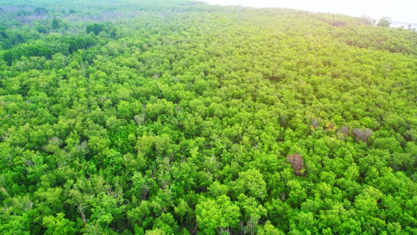Aerial view from a drone over a green forest in a mangrove forest