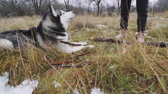 Young Beautiful Woman Walks and Plays with Her Husky Dog at Winter Around Forest