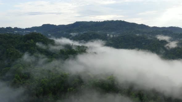 Morning fog hanging over forest canopy, an aerial shot showing tropical forest