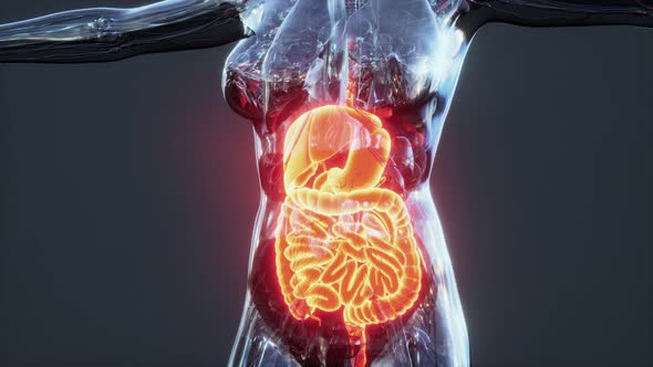 Anatomy of Human Body with Digestive System