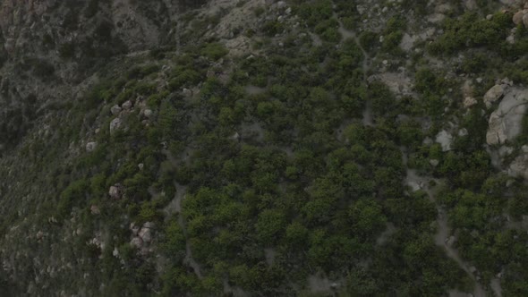 Shrubs growing on a rocky mountain by the sea