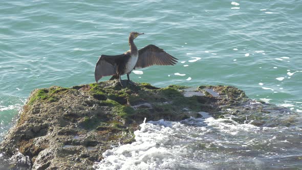 Close up of a bird on a rock in the sea