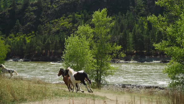 Herd of Horses with Cubs Runs Along Mountain River Bank