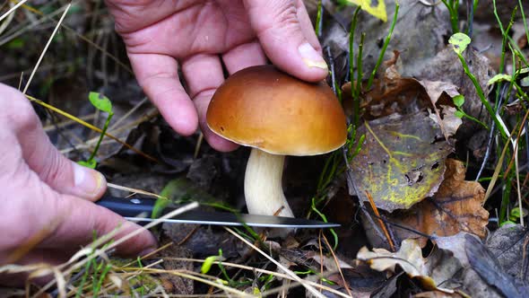 Man hand cuts a white mushroom in the wild forest in autumn day. Ukraine