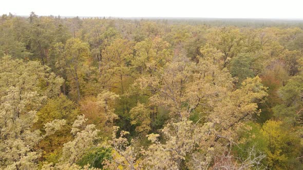 Forest with Trees in the Fall During the Day