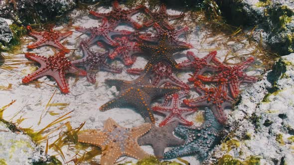 Lot of Colorful Starfish Lies in a Natural Coral Aquarium on the Ocean Shore