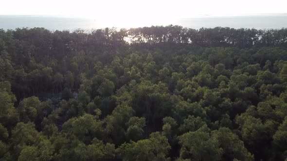 Aerial fly over green mangrove tree in sunset hour