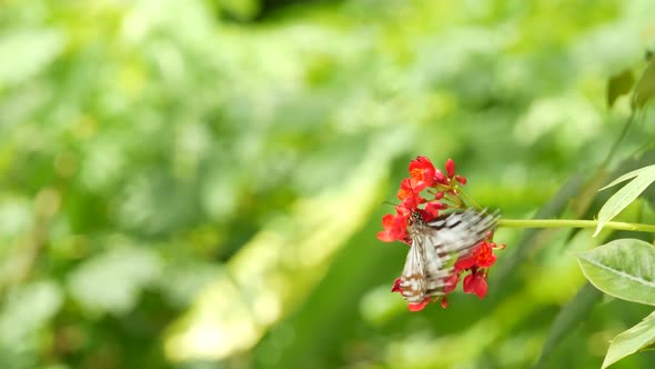 Tropical Exotic Butterfly in Jungle Rainforest Sitting on Green Leaves, Macro Close Up. Spring