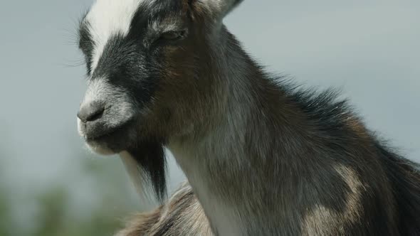 TILT UP, CLOSE UP, a Pygmy goat relaxing and contemplating life in the sun
