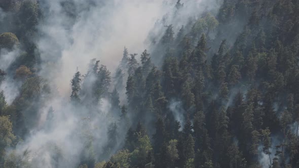 Fire in the forest. Strong fire and mist in the forest