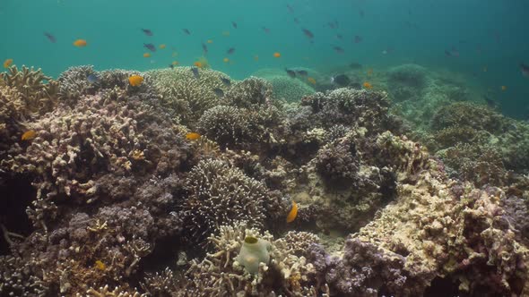 Coral Reef and Tropical Fish. Camiguin, Philippines