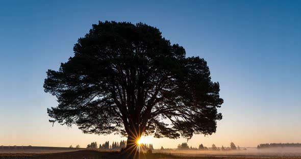 Foggy Sunrise in a Field with a Beautiful Branchy Pine Tree, Time Lapse