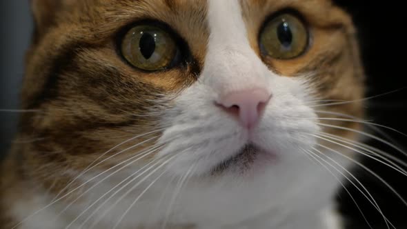 Beautiful Calico Cat Curiously Looking Around. - close up shot