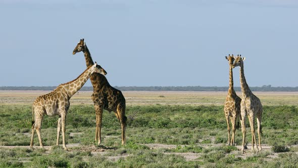 Giraffes On Plains Of Etosha National Park, Namibia