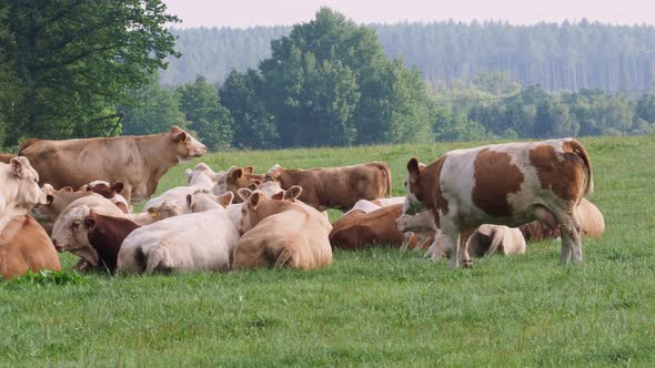 Herd of cows at summer green field