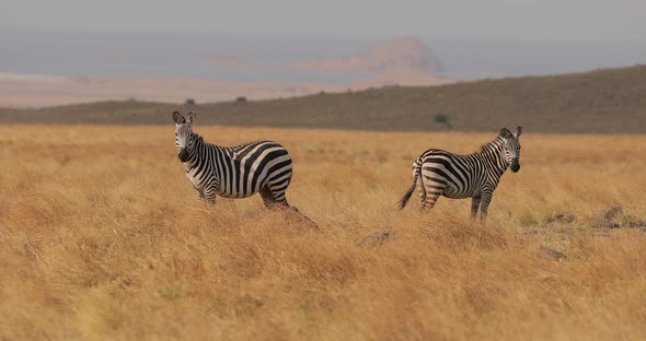 Beautiful Video of the Life of Zebras in the Wild