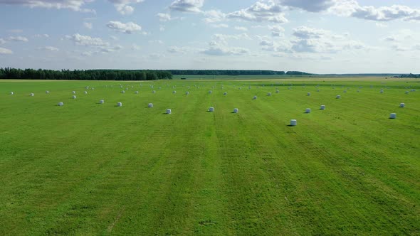 Rural Field With White Hay Rolls Wrapped In A Package For Haulage Aerial View