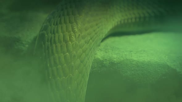 Snake In Smoky Green Witches Lair